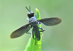 Penthosia satanica