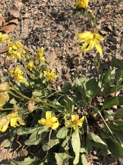 Senecio amplectens