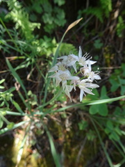 Allium plummerae