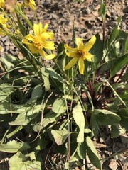 Senecio amplectens
