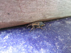 Metamasius sericeus