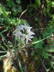 Allium plummerae
