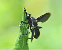 Penthosia satanica