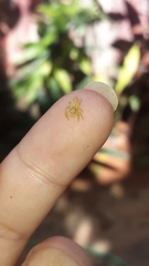 Thyene coccineovittata