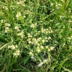 Parthenium hysterophorus