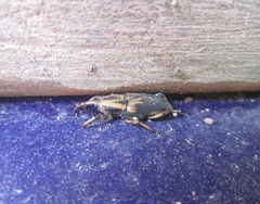 Metamasius sericeus