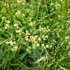 Parthenium hysterophorus