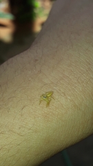 Thyene coccineovittata