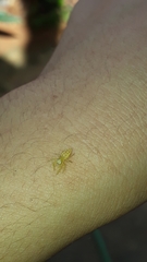 Thyene coccineovittata