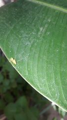 Thyene coccineovittata