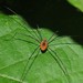 Eastern Harvestman - Photo (c) Martha O'Kennon, some rights reserved (CC BY-NC), uploaded by Martha O'Kennon