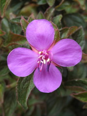 Heterocentron elegans