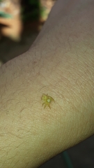 Thyene coccineovittata