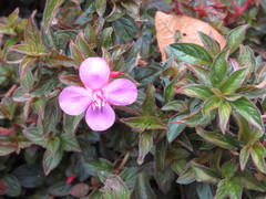 Heterocentron elegans