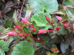 Heterocentron elegans
