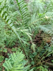 Elymus wiegandii
