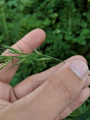 Elymus wiegandii