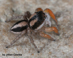 Habronattus icenoglei