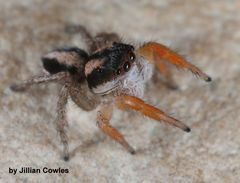 Habronattus icenoglei