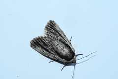 Sympistis badistriga