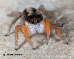 Habronattus icenoglei