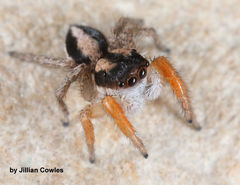 Habronattus icenoglei