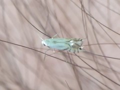 Phyllonorycter clemensella