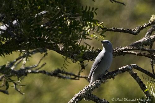Grey Cuckooshrike