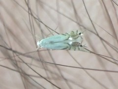 Phyllonorycter clemensella