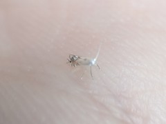 Phyllonorycter clemensella