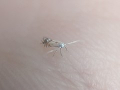 Phyllonorycter clemensella