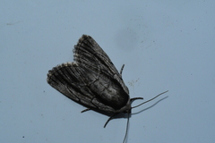 Sympistis badistriga