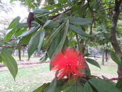 Calliandra trinervia