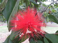 Calliandra trinervia