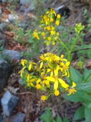 Senecio multidentatus huachucanus