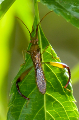 Hyalymenus longispinus