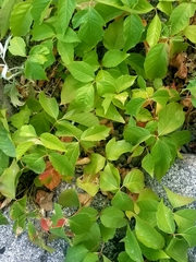 Toxicodendron rydbergii