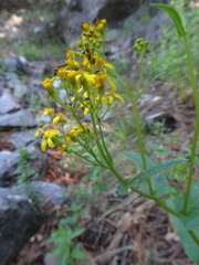 Senecio multidentatus huachucanus