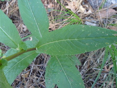 Senecio multidentatus huachucanus