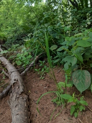 Echinochloa muricata microstachya