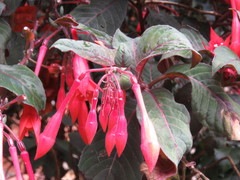 Fuchsia triphylla