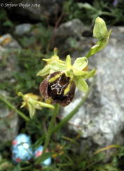 Ophrys fuciflora parvimaculata