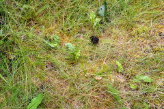 Botrychium neolunaria