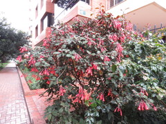 Fuchsia triphylla