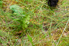 Botrychium neolunaria