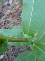 Senecio multidentatus huachucanus