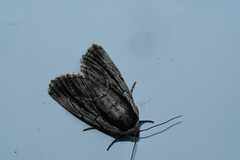 Sympistis badistriga