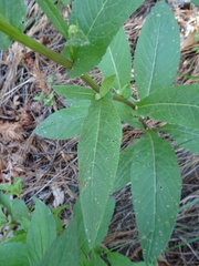 Senecio multidentatus huachucanus
