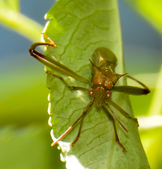 Hyalymenus longispinus