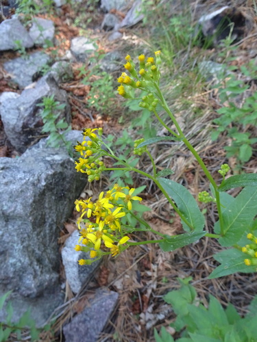 Senecio multidentatus var. huachucanus